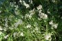 waldmarbel_1