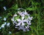 waldphlox_1