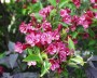 weigelie_1