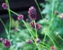 wiesenknopf_1