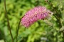 wiesenknopf_2