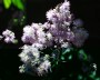 wiesenraute_1