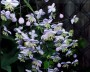 wiesenraute_2