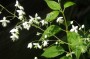 wiesenraute_4