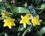 wildtulpen_1