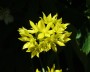 zierlauch_3