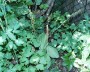 zweiblatt_1